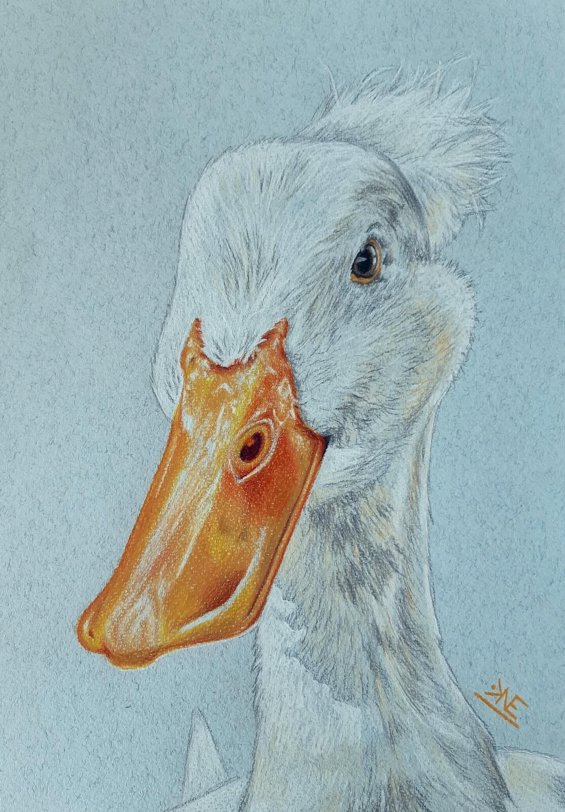 Crested Duck colored pencil drawing