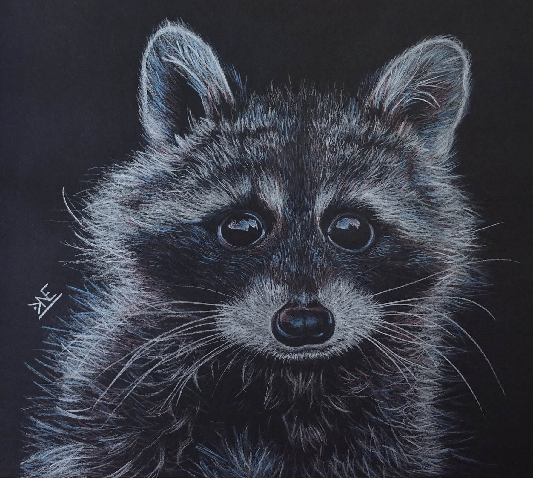 Raccoon metallic pencil drawing