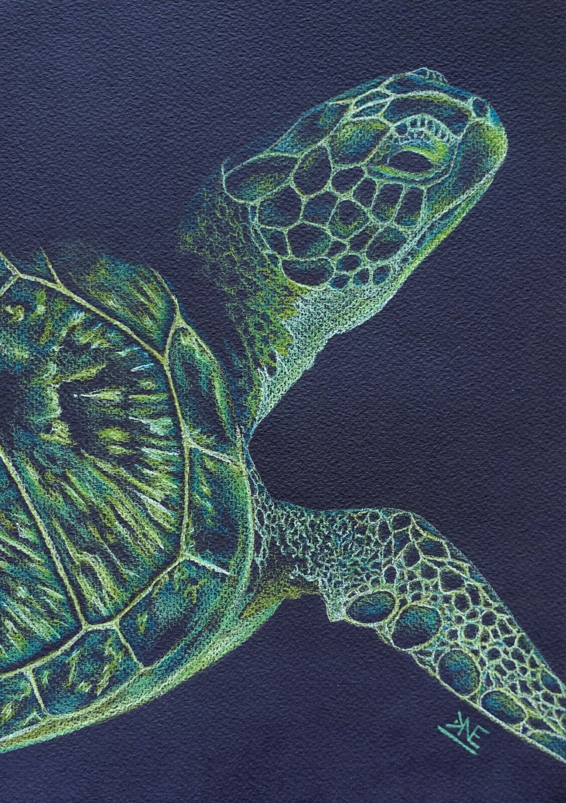Sea Turtle colored pencil drawing